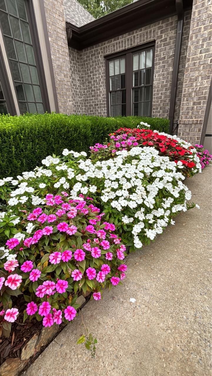Colorful flowerbeds with pink, white, and red blooms next to a brick house.