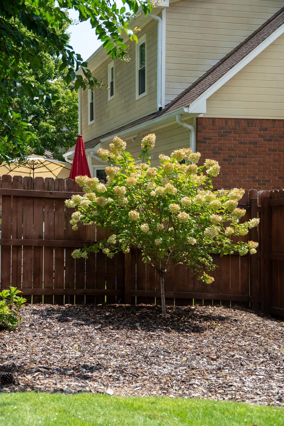 Flowering tree near a wooden fence and house, surrounded by mulch and greenery.