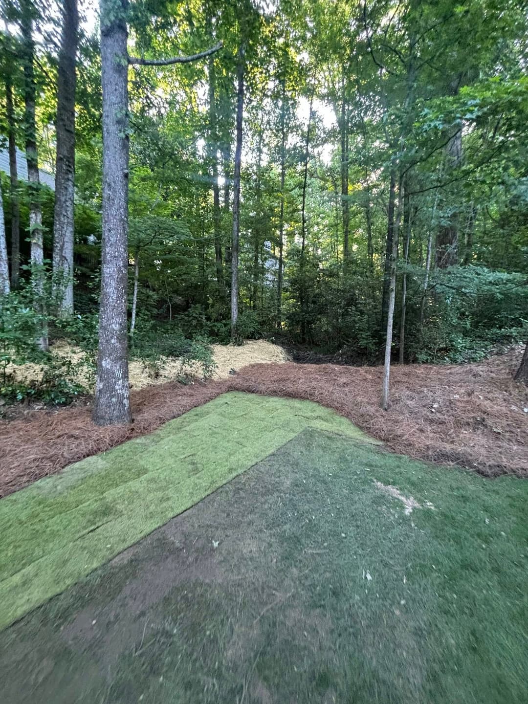 Lush wooded area with new grass turf and pine straw in a residential backyard setting.