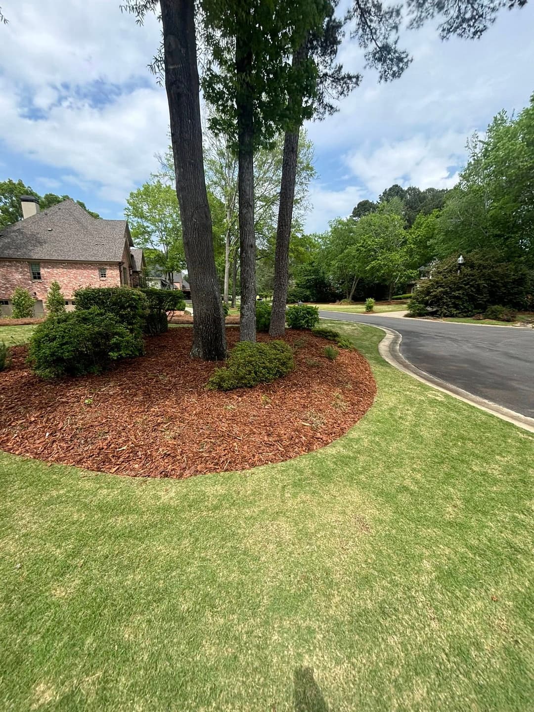 Landscaped yard featuring mulch beds, pine trees, and a winding driveway on a sunny day.