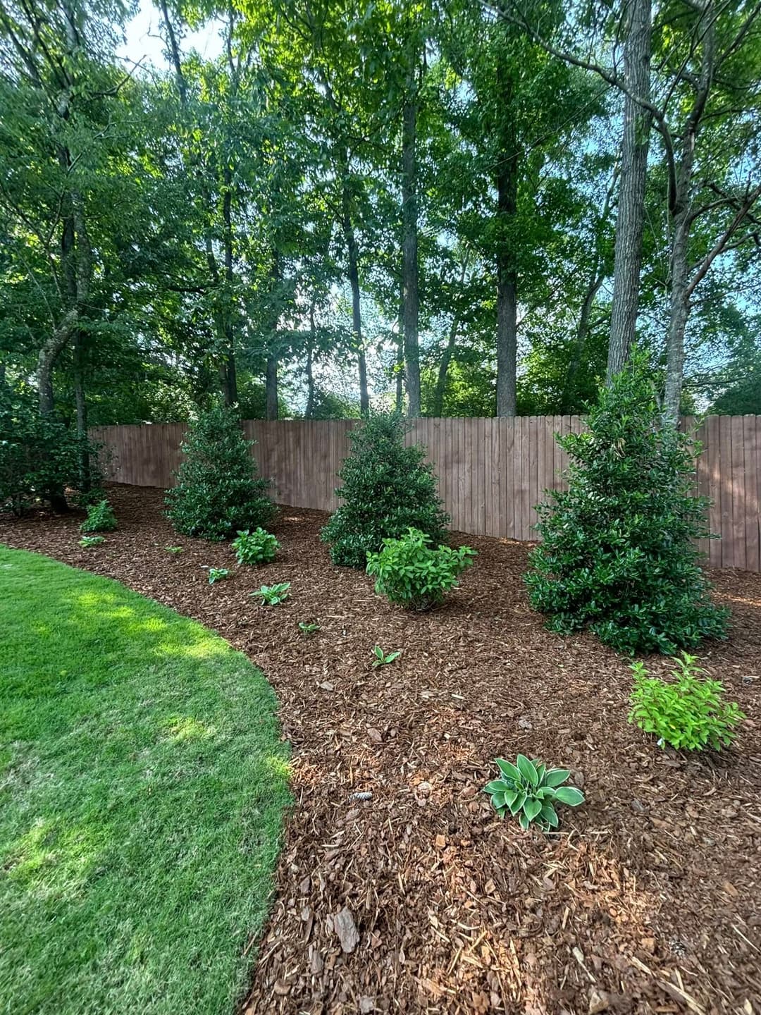 Lush garden with evergreen shrubs, mulch path, and a wooden fence in a wooded area.