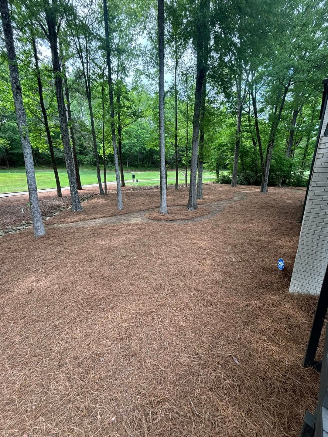 Cleared backyard with pine straw, trees, and a grassy area in a serene landscape.