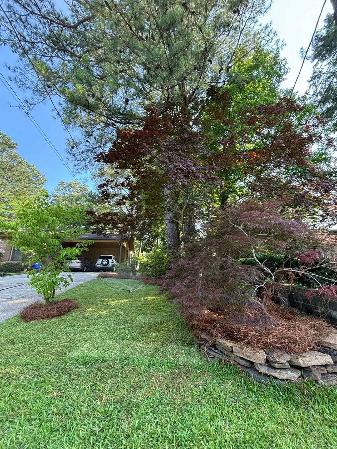 Lush green lawn with a large tree and colorful shrubs near a gravel driveway.