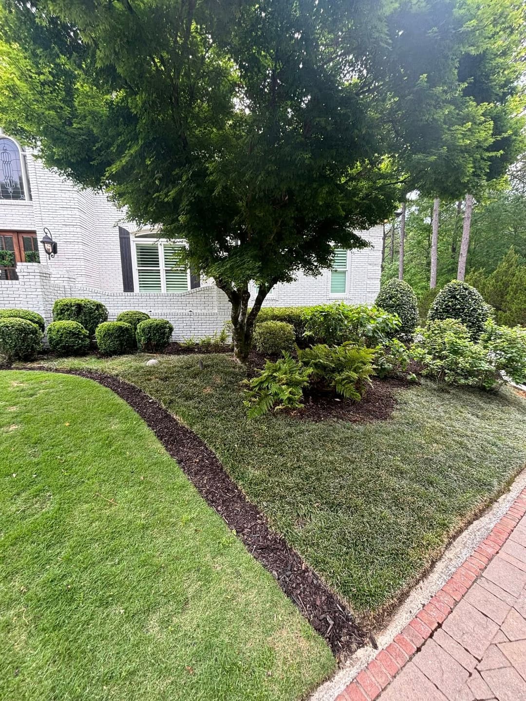 Lush garden with neatly trimmed shrubs and a tree beside a brick pathway and home exterior.