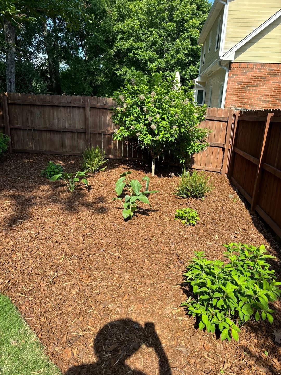 Lush backyard garden with mulch, plants, and a tree near a wooden fence and home.