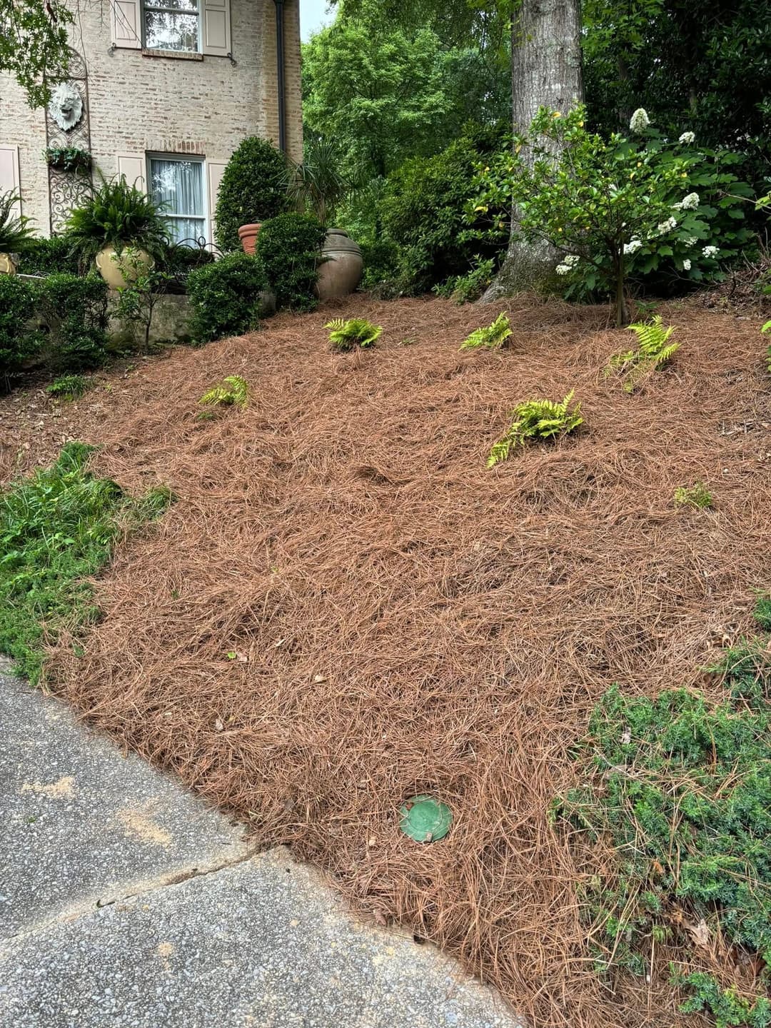 Landscape featuring ferns among pine straw, potted plants, and a tree near a home.