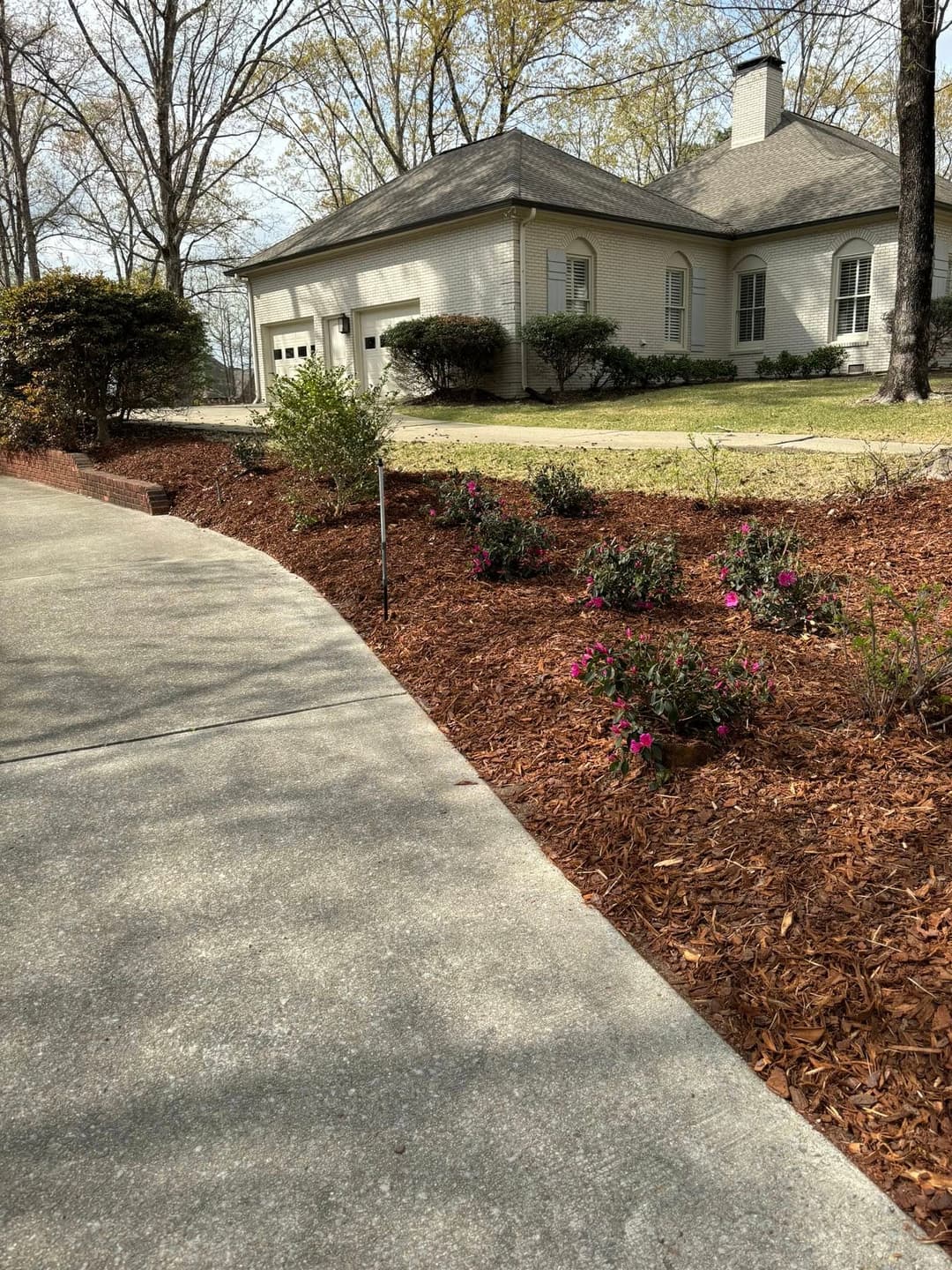 Flowering shrubs along a concrete driveway leading to a suburban home, with fresh mulch.
