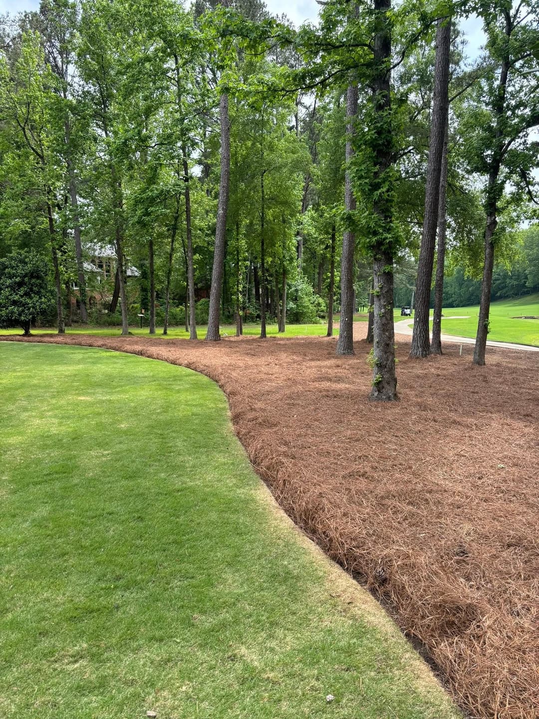 Lush green lawn curving along a pine straw landscaped area with tall trees.