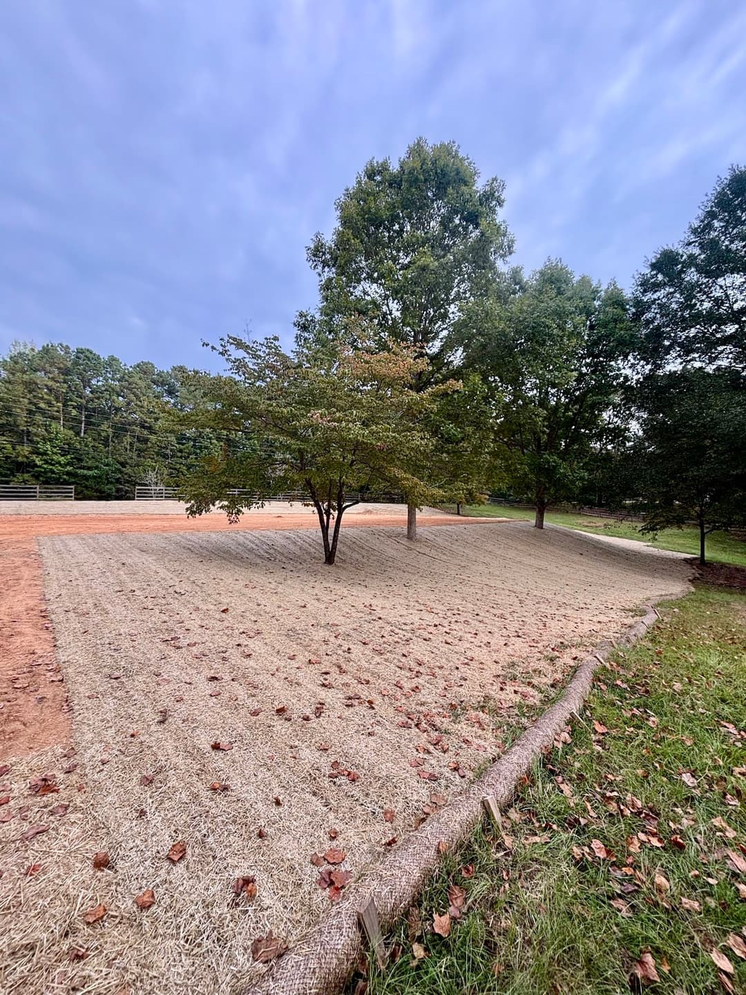 Two trees on a sandy landscape with fallen leaves and a cloudy sky in the background.