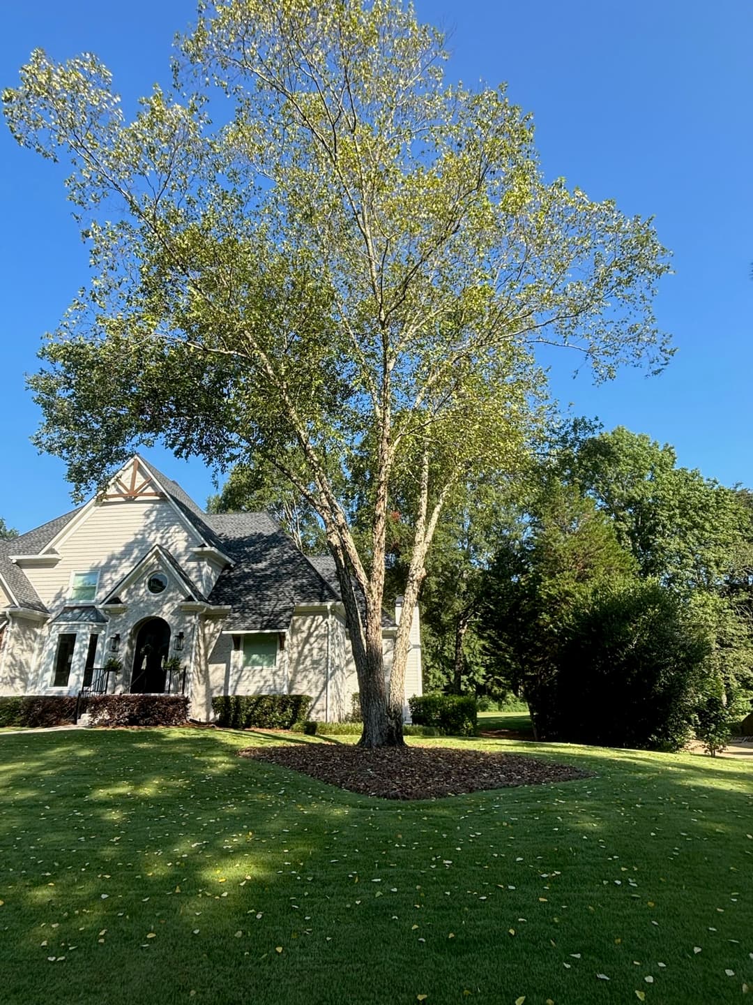 Elegant home with a large tree in the yard, surrounded by lush green grass and clear blue sky.
