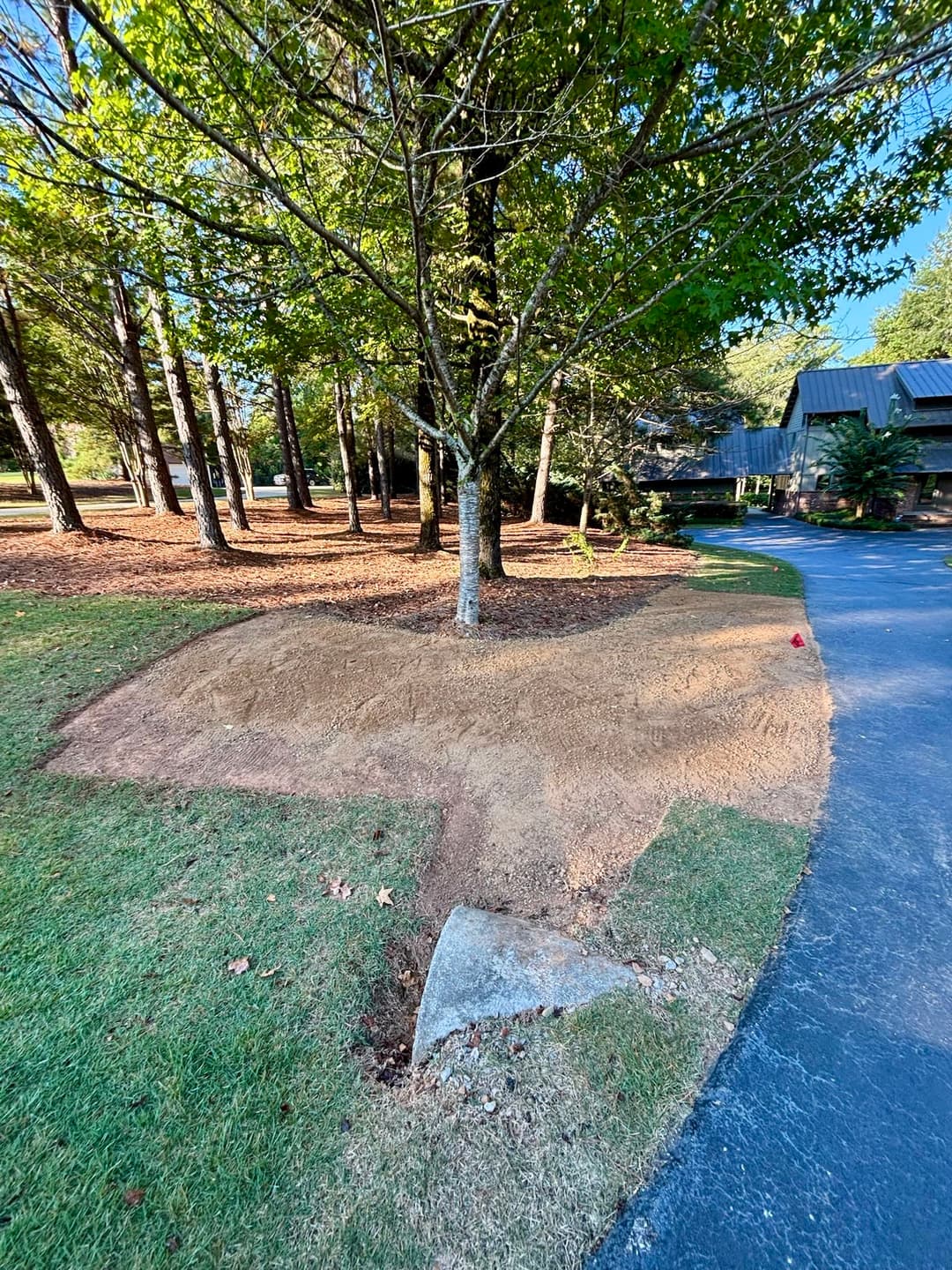 Cleared ground around a tree, ready for landscaping, with a driveway visible in the background.