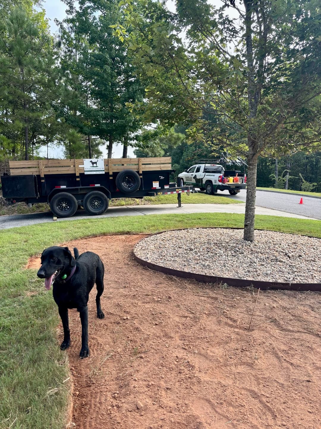 Black dog standing near a landscaped area with a truck and trailer in the background.