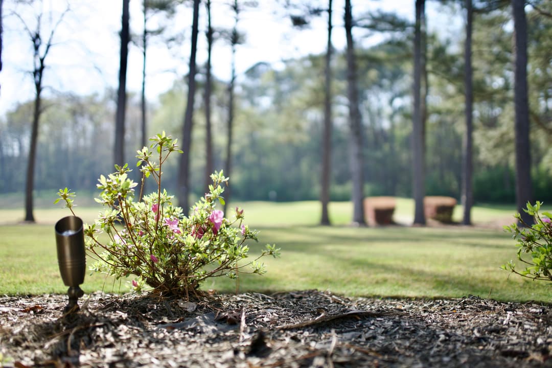 Vibrant azalea blooms in foreground with a serene golf course and tall pine trees in background.