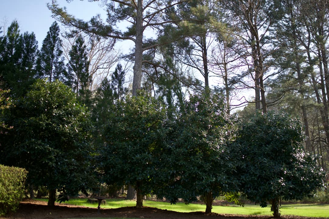 Lush green shrubs and tall trees under a clear blue sky in a serene landscape.