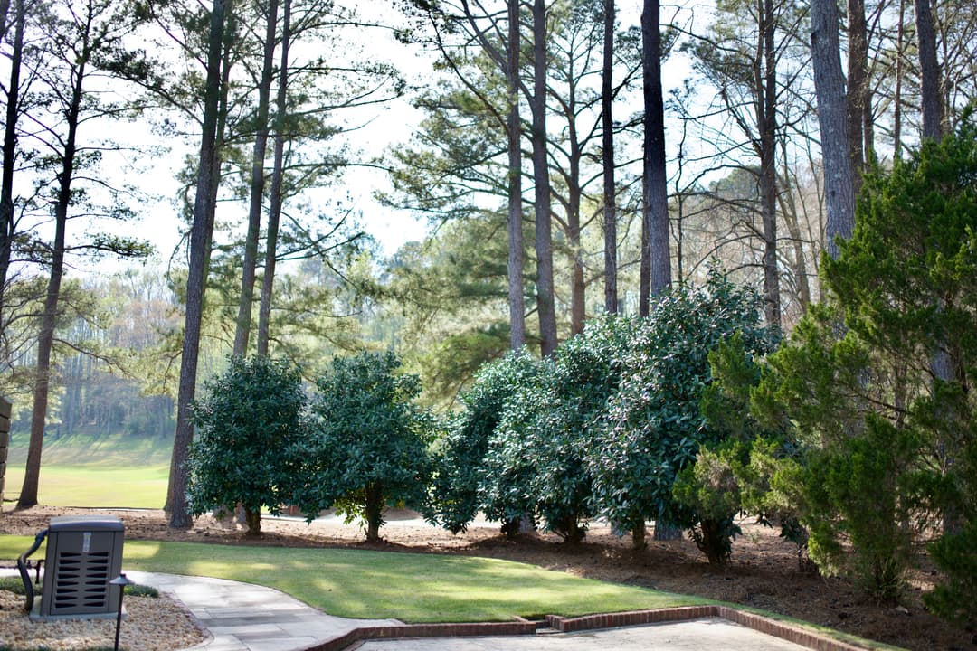 Lush greenery and tall trees in a serene outdoor setting, perfect for relaxation and nature walks.