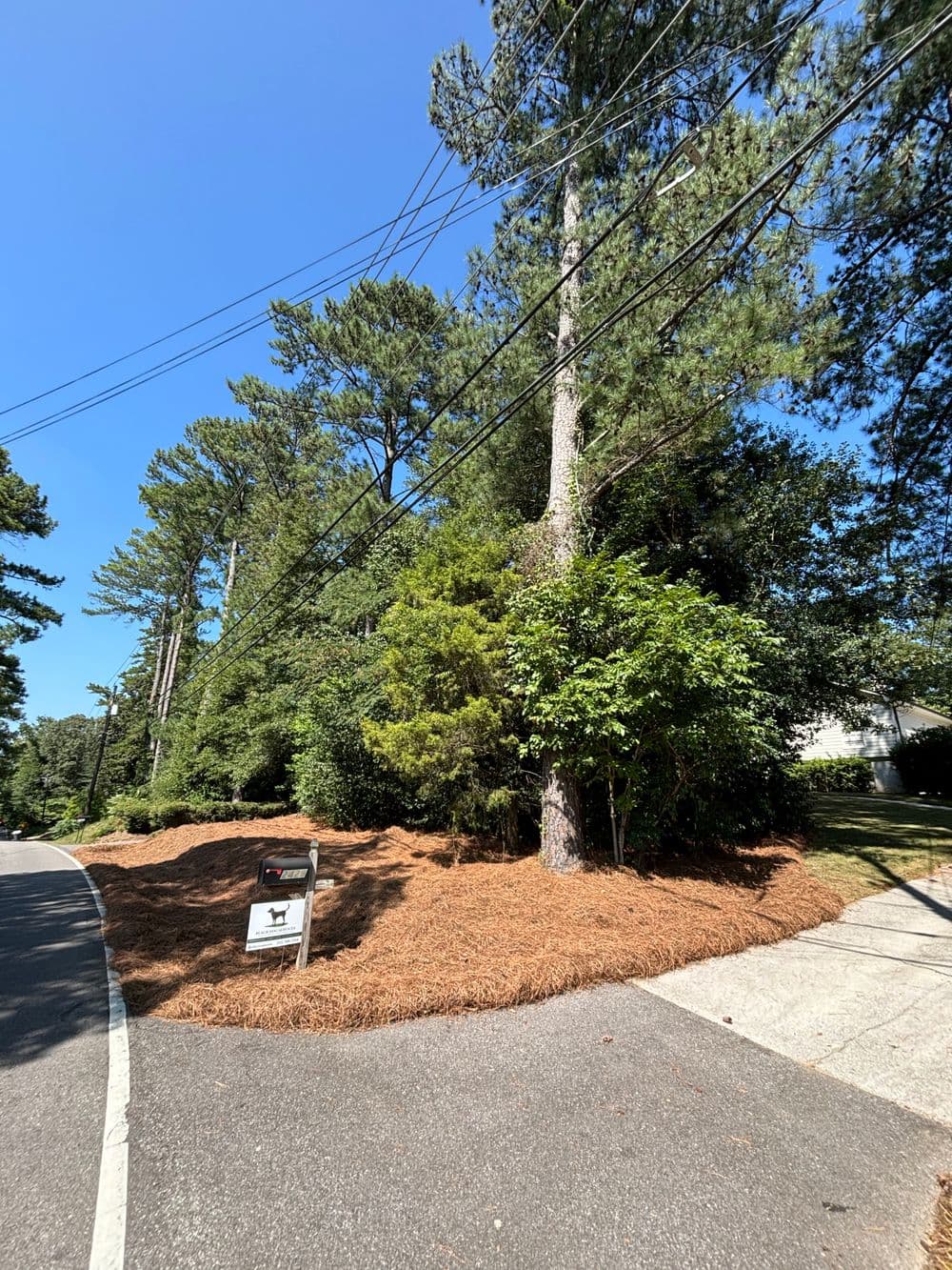 Lush green trees along a residential road with a "For Sale" sign in the foreground.