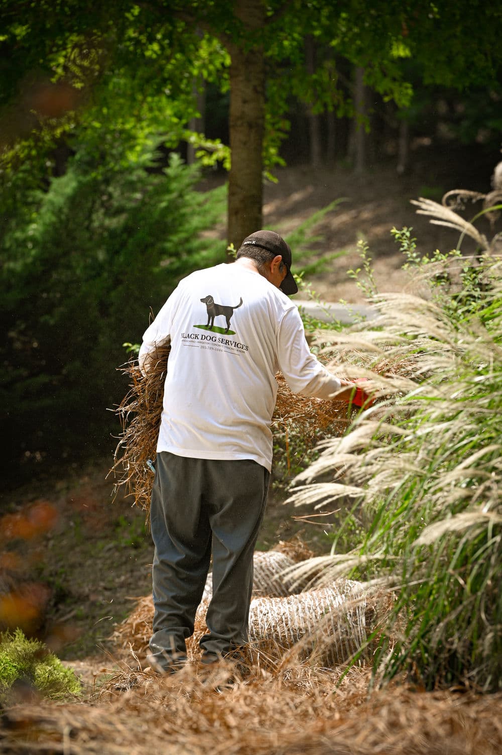 Man in a white shirt with a dog logo, tending to landscaping and gathering foliage.