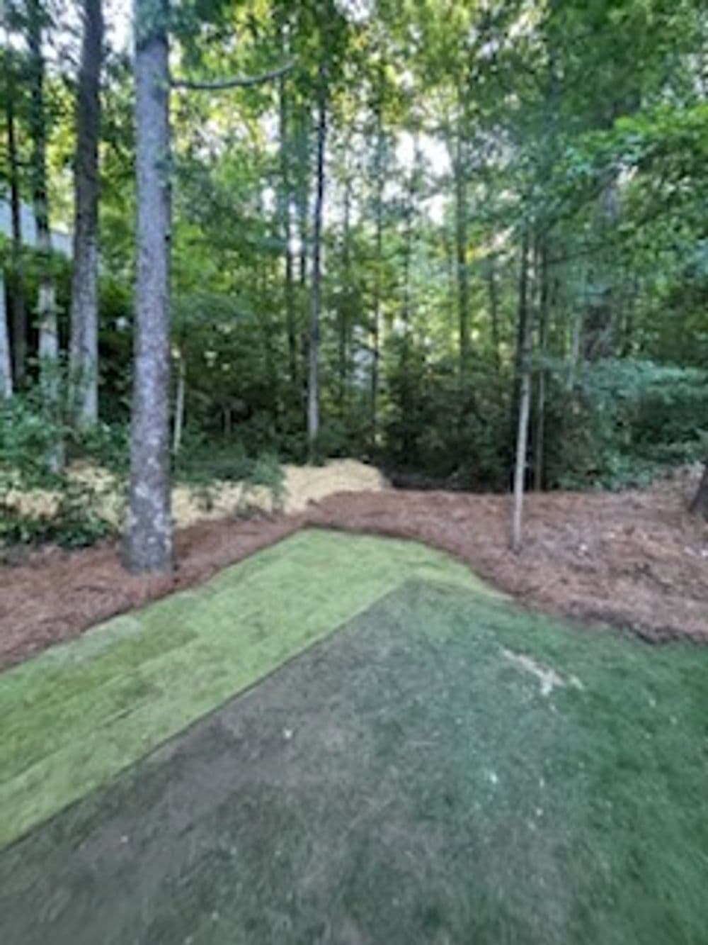 Lush wooded area with freshly laid sod and pine straw, showcasing a serene outdoor space.