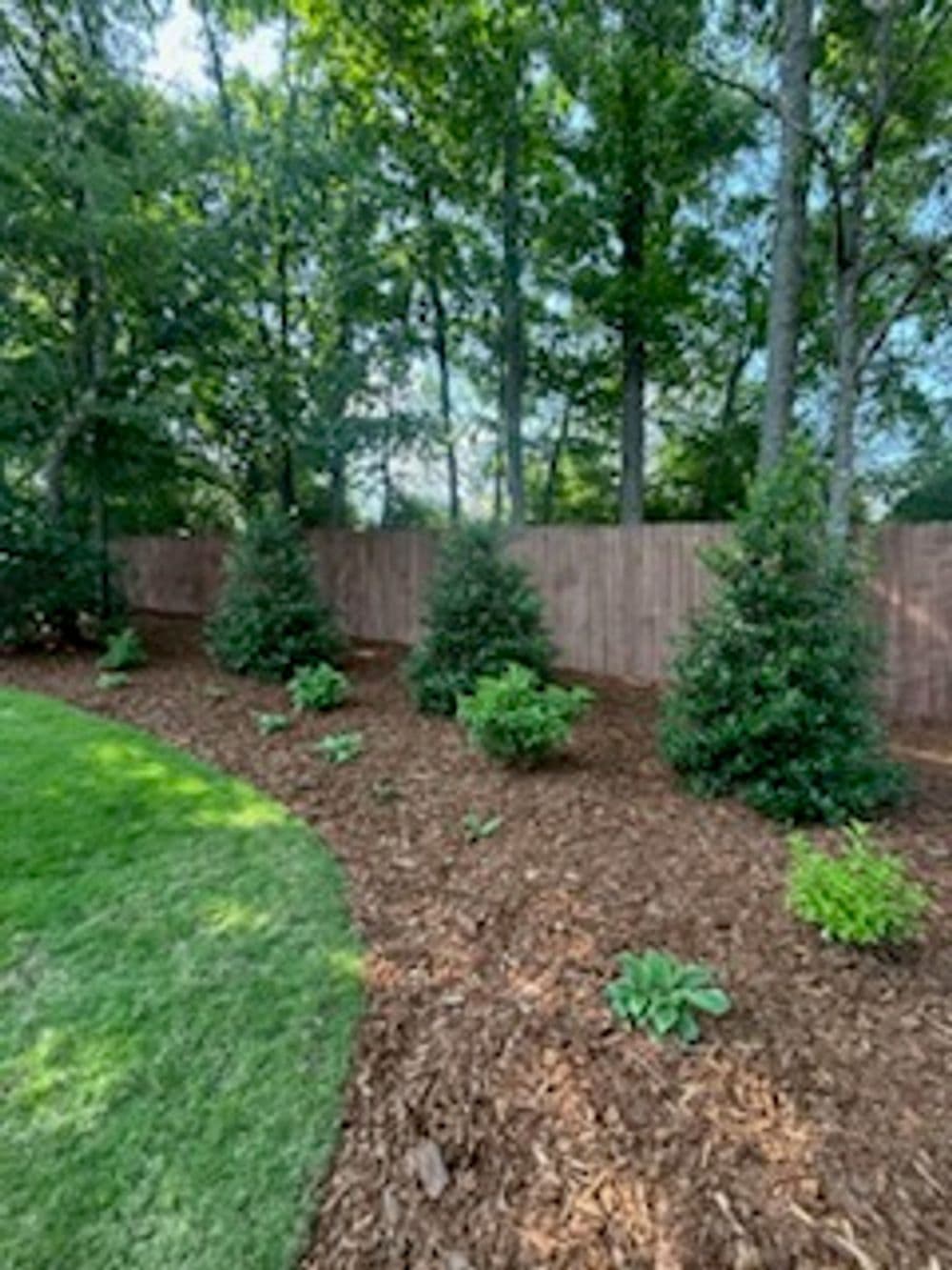 Lush garden corner featuring evergreen trees and dark mulch with a wooden fence backdrop.