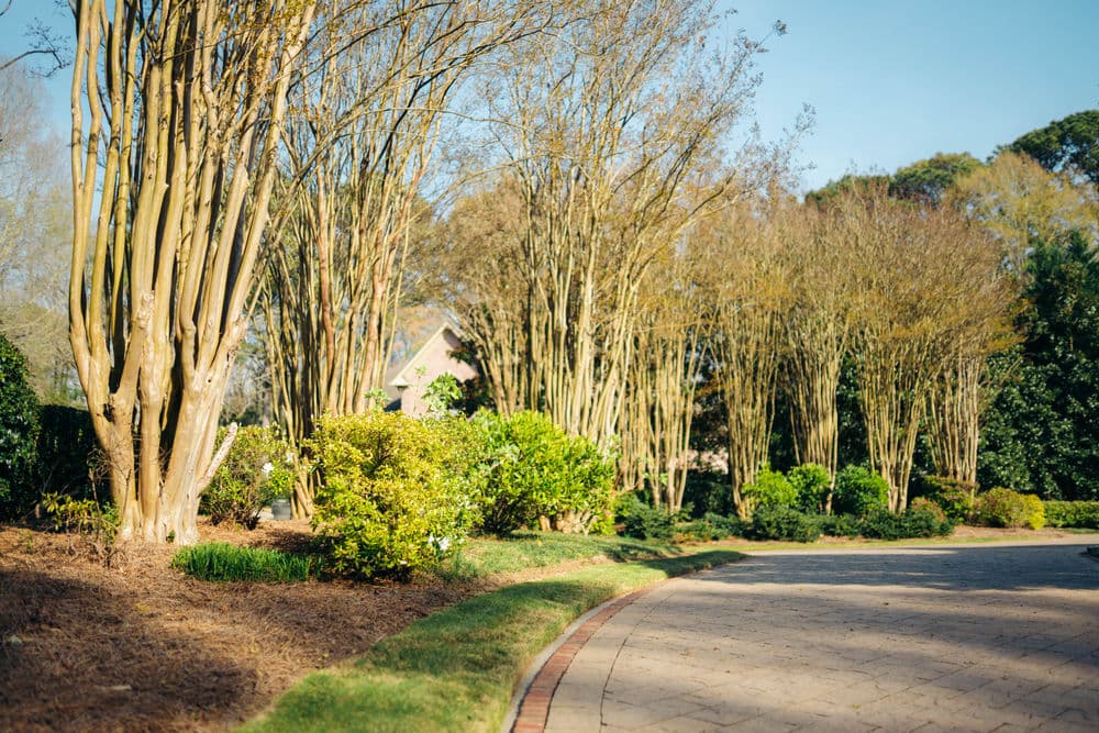 Lush garden path lined with tall trees and vibrant green bushes in sunny landscape.