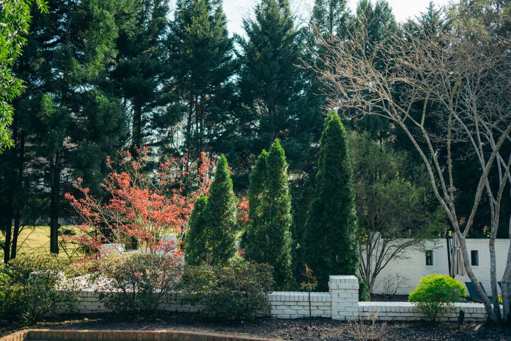 Lush green trees and shrubs in a garden setting with vibrant red foliage.