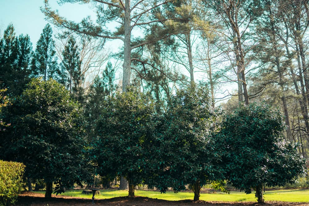 Lush green foliage and tall trees in a serene outdoor landscape.