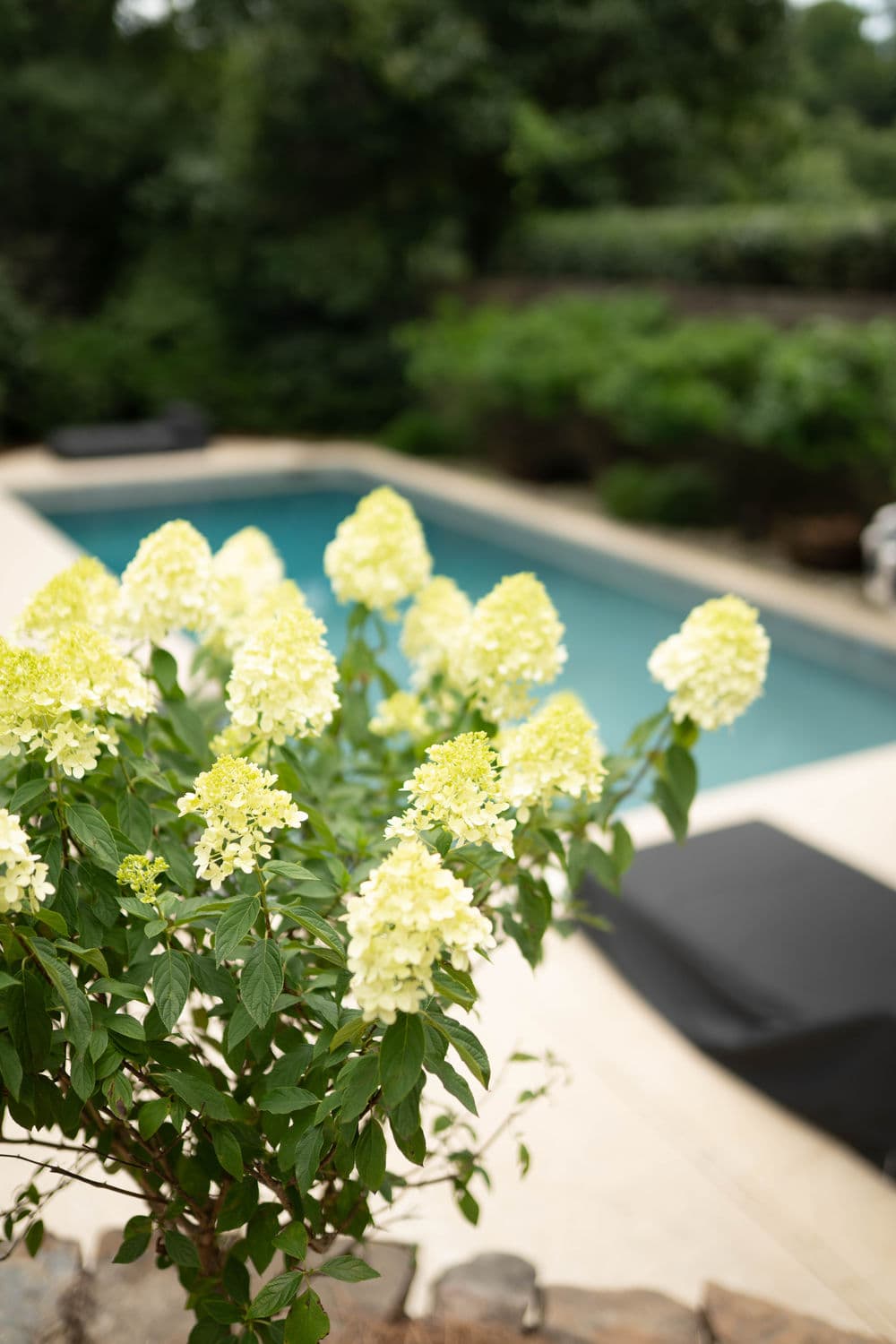 Yellow hydrangeas blooming by a serene poolside oasis with lush greenery.